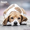 Beagle Calendar